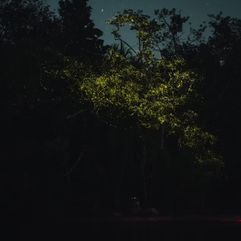 Bohol_PH_Firefly Watching Tour_2026_1